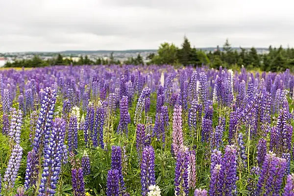 Lupin, Lupine