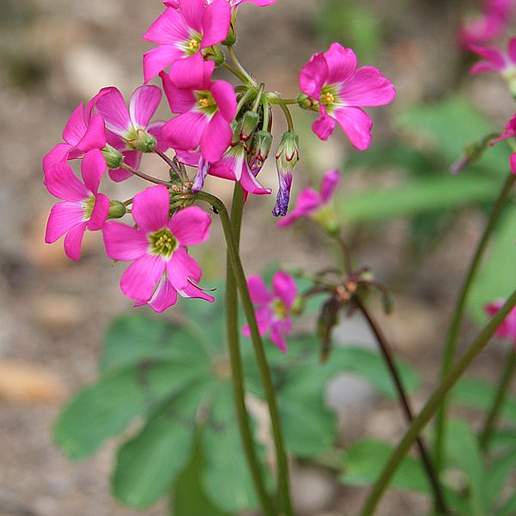 Mexican Shamrock