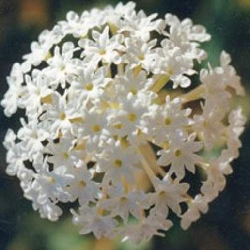 Fragrant White Sand Verbena