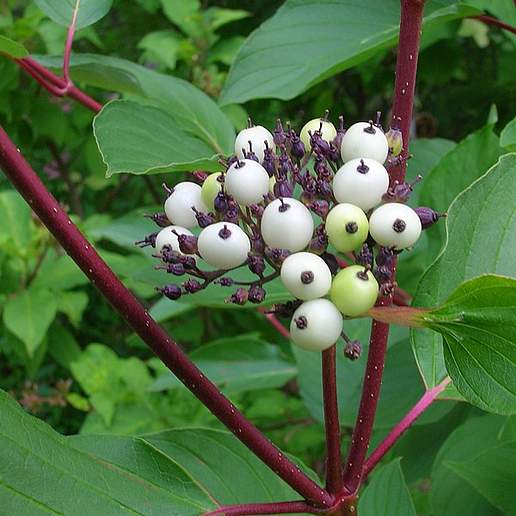 Cornus hemsleyi