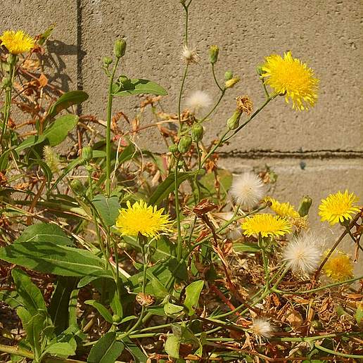 Sonchus brachyotus
