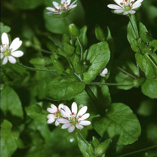 Common Chickweed