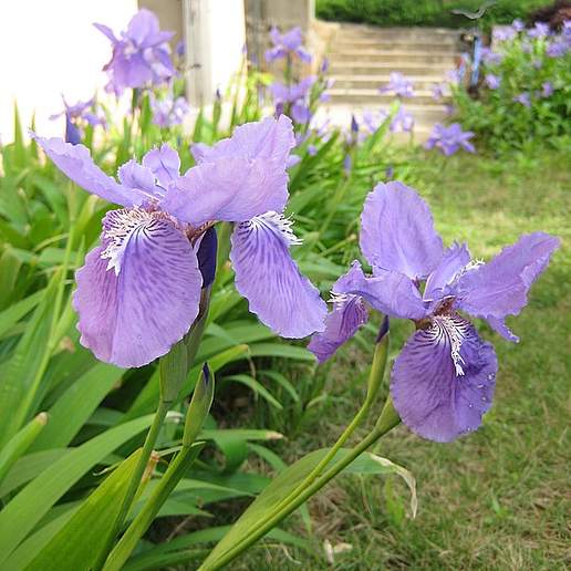 Wall Iris