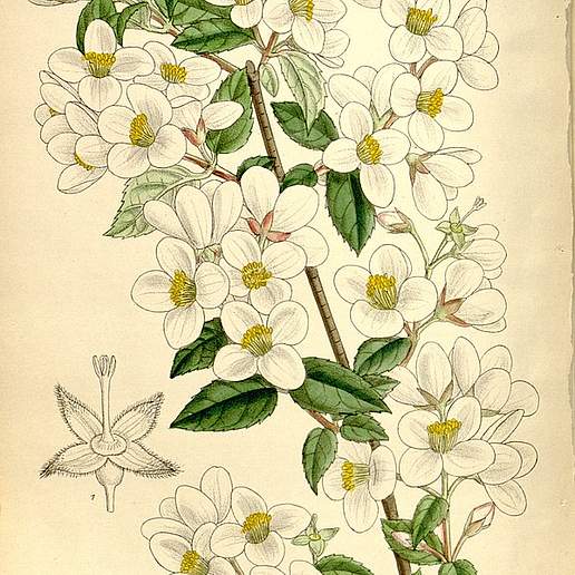Philadelphus delavayi
