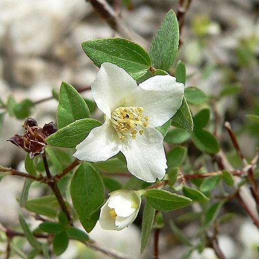 Desert Mock Orange
