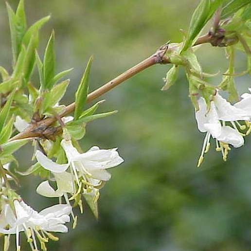 Honeysuckle