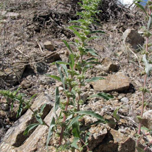 Bigelow's Amaranth
