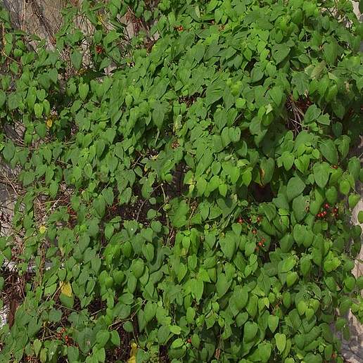 Lyre Leaf Nightshade