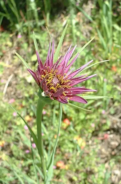 Goatsbeard