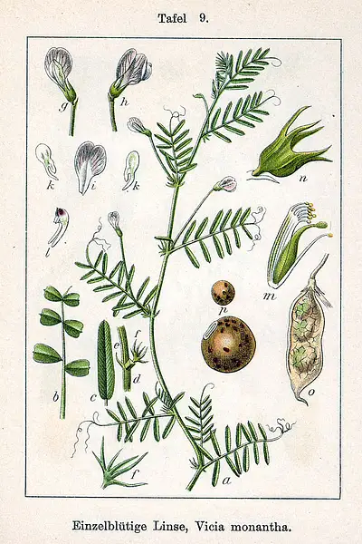 Bard Vetch