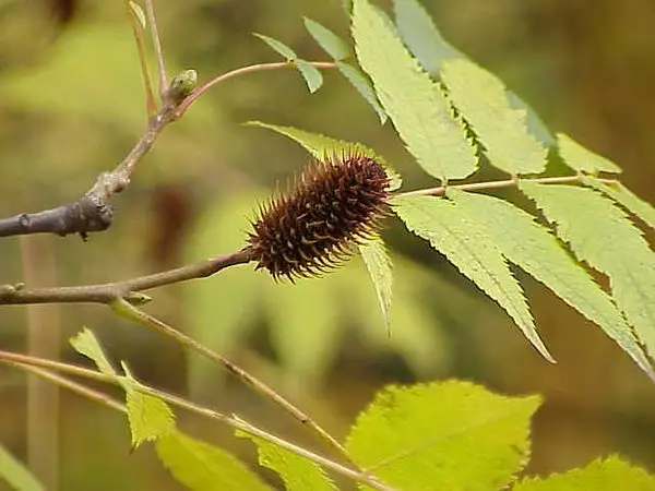 Platycarya strobilacea