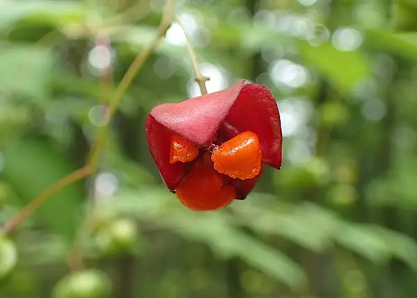 Korean Spindletree
