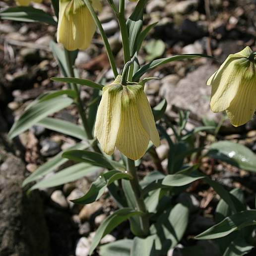 Fritillaria pallidiflora
