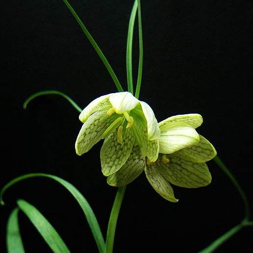 Fritillaria verticillata
