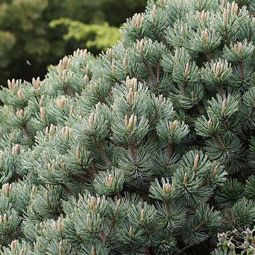 Cerro Potos Pine
