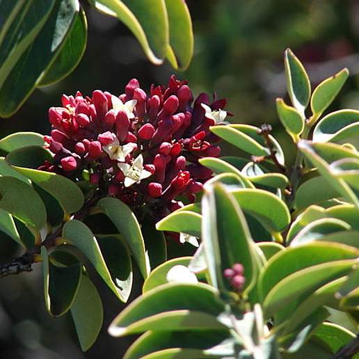 Haleakala Sandalwood