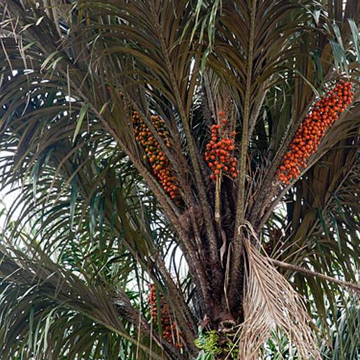 Tucum Palm
