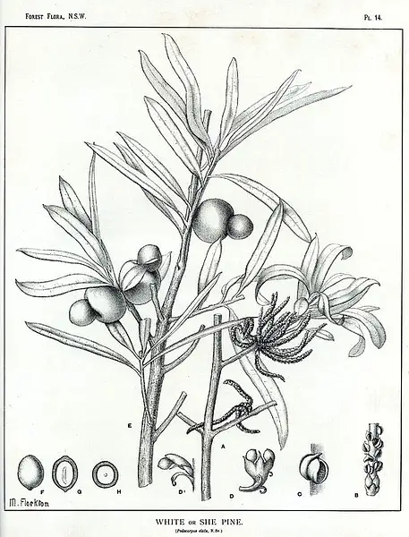 Illawarra Plum