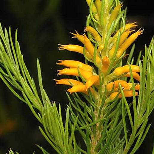 Persoonia acerosa