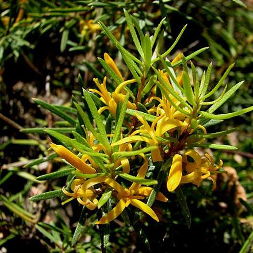 Persoonia chamaepeuce