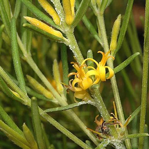 Persoonia curvifolia