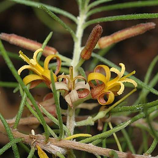 Persoonia fastigiata