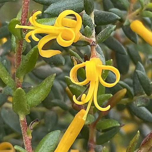 Persoonia mollis