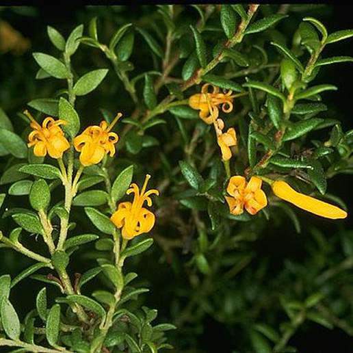 Persoonia oxycoccoides