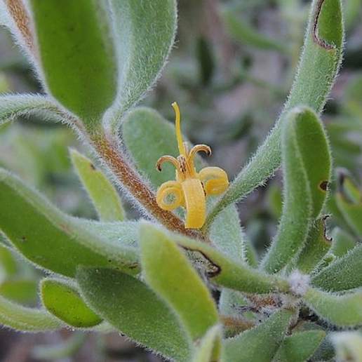 Persoonia rigida