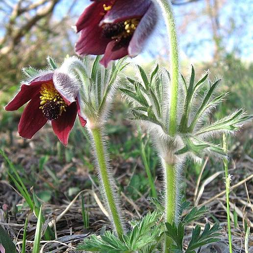 Pulsatilla cernua