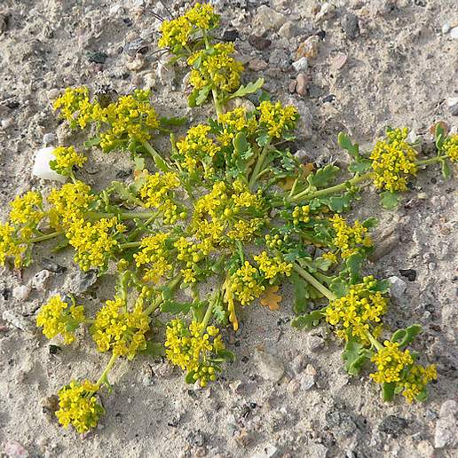 Peppergrass, Pepperwort