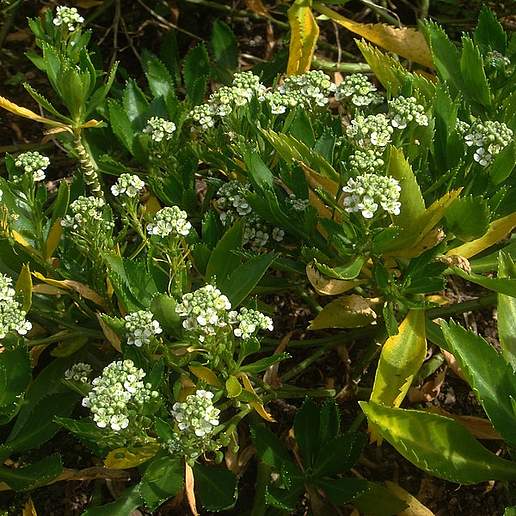 Lepidium oleraceum