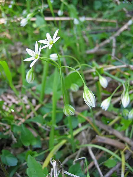 Wild Garlic