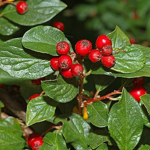 Acuminate Leaved Cotoneaster