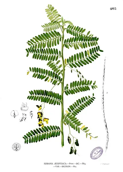 Egyptian River Hemp