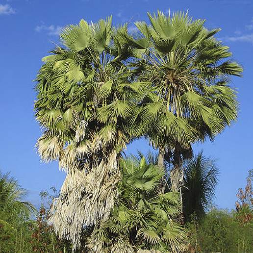 Carnauba Wax Palm