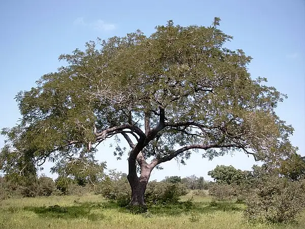 African Locust Bean