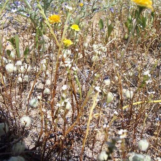 Fremont's Goldfields