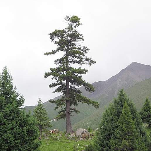 Purple Cone Spruce