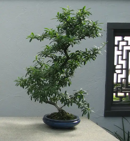 Himalayan Firethorn