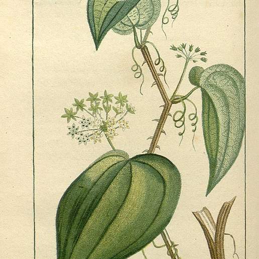 Smilax officinalis