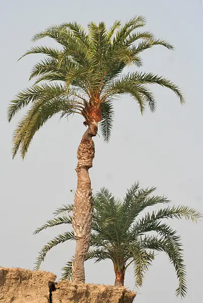 Indian Date