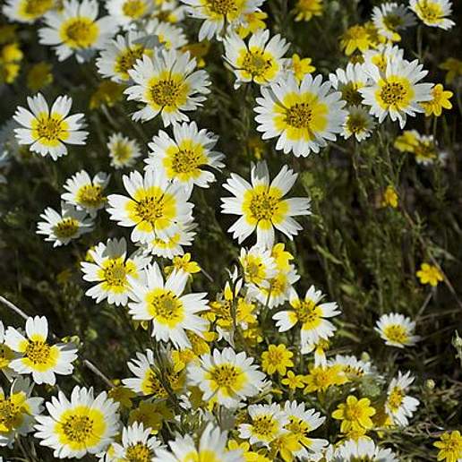 Calliachyris Fremontii