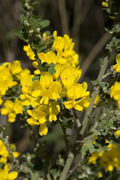 Cape Broom