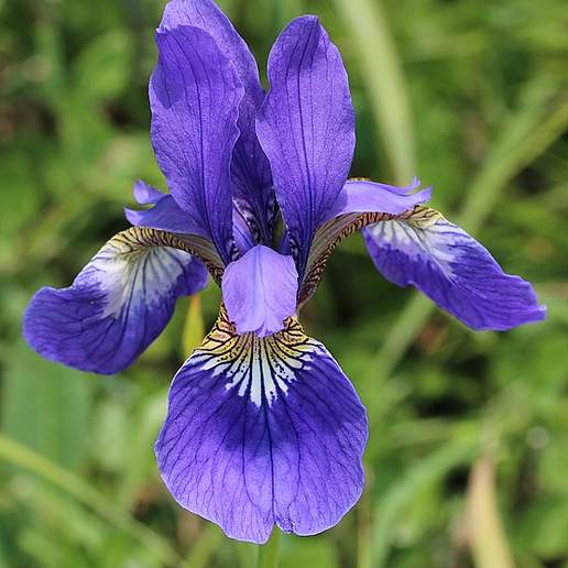 Bloodred Iris