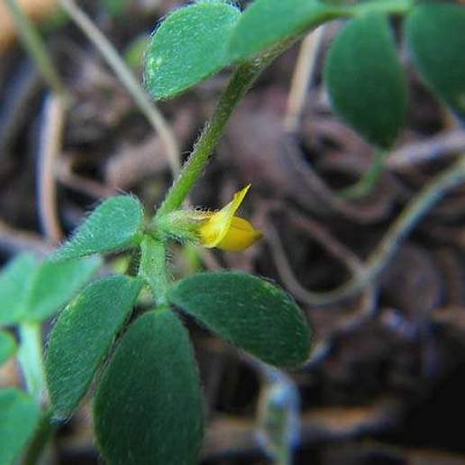 Chilean Bird's Foot Trefoil