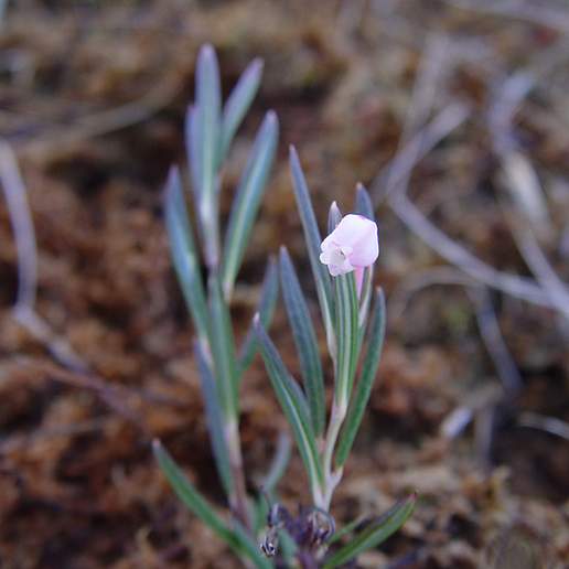Bog Rosemary