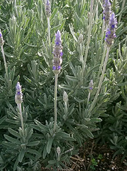 Toothed Lavender