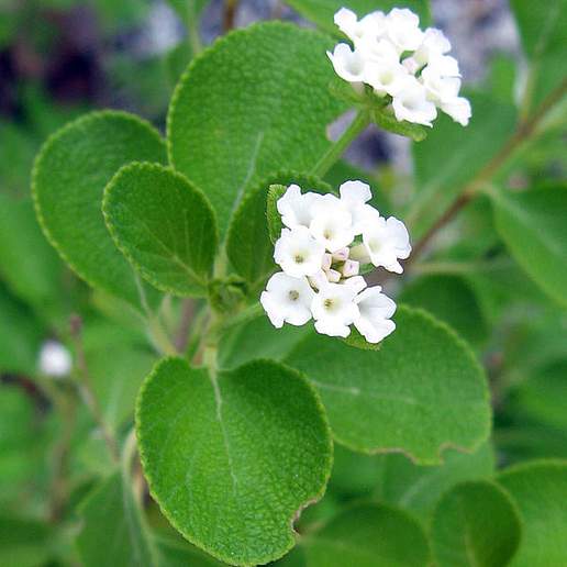 Black Sage