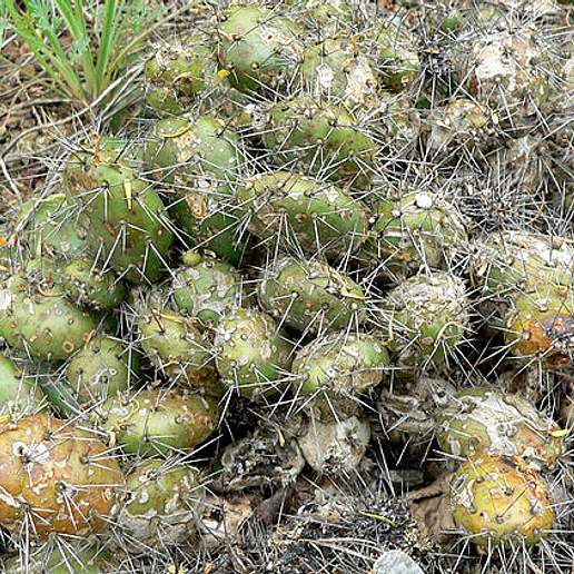 Brittle Prickly Pear